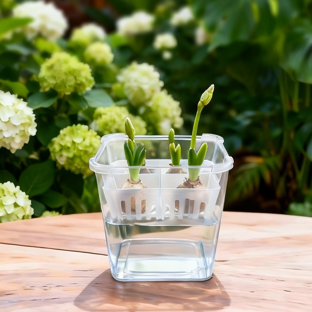 Hydroponische Vase für Tulpen- – Vase Decor Bewertung und Preis